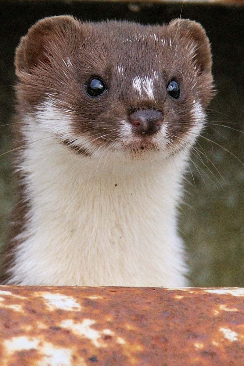 Mustela nivalis